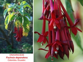ONAGRACEAE
Fuchsia dependens
Colombia. Ecuador.
 