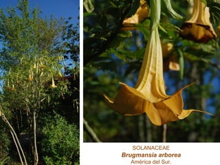SOLANACEAE
Brugmansia arborea
América del Sur.
 