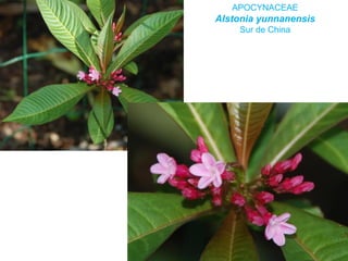 APOCYNACEAE
Alstonia yunnanensis
Sur de China
 