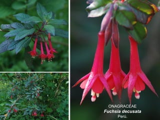 ONAGRACEAE
Fuchsia decusata
Perú.
 