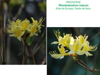 ERICACEAE
Rhododendron luteum
Este de Europa. Oeste de Asia.
 