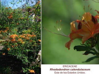 ERICACEAE
Rhododendron calendulaceum
Este de loa Estados Unidos.
 