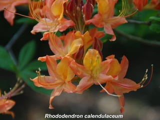 Rhododendron calendulaceum
 