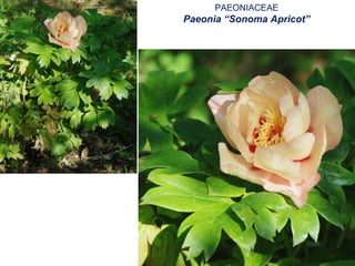PAEONIACEAE
Paeonia “Sonoma Apricot”
 