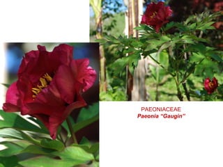 PAEONIACEAE
Paeonia “Gaugin”
 