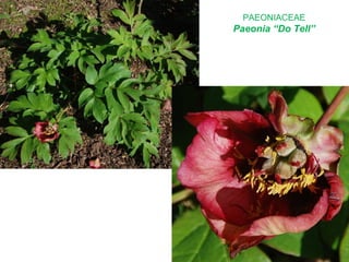PAEONIACEAE
Paeonia “Do Tell”
 