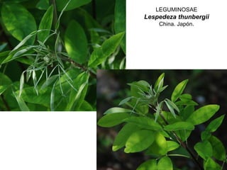 LEGUMINOSAE
Lespedeza thunbergii
China. Japón.
 