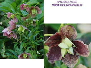 RANUNCULACEAE
Helleborus purpurascens
 