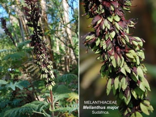 MELANTHIACEAE
Melianthus major
Sudáfrica.
 