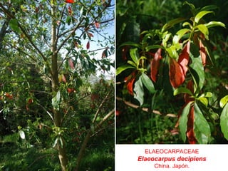ELAEOCARPACEAE
Elaeocarpus decipiens
China. Japón.
 