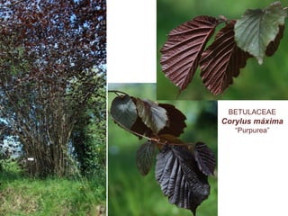 BETULACEAE
Corylus máxima
“Purpurea”
 