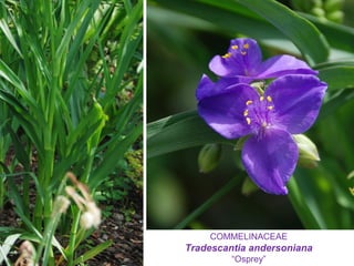 COMMELINACEAE
Tradescantia andersoniana
“Osprey”
 
