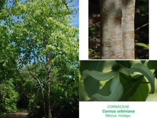 CORNACEAE
Cornus urbiniana
México: Hidalgo.
 