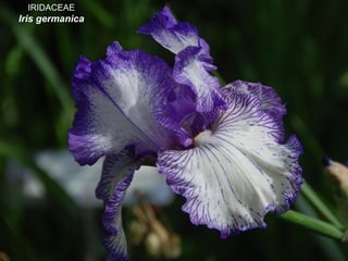 IRIDACEAE
Iris germanica
 