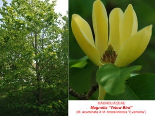 MAGNOLIACEAE
Magnolia “Yelow Bird”
(M. acuminata X M. brooklinensis “Evamaría”)
 