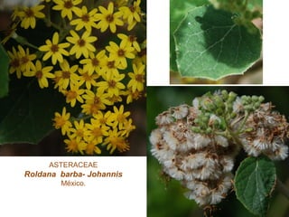 ASTERACEAE
Roldana barba- Johannis
México.
 