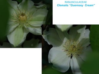 RANUNCULACEAE
Clematis “Guernsey Cream”
 