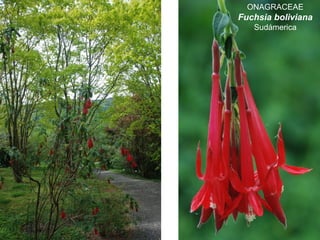 ONAGRACEAE
Fuchsia boliviana
Sudámerica
 