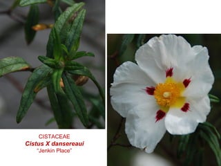 CISTACEAE
Cistus X dansereaui
“Jenkin Place”
 