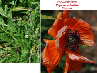 PAPAVERACEAE
Papaver orientale
Cáucaso.
 