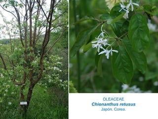 OLEACEAE
Chionanthus retusus
Japón. Corea.
 