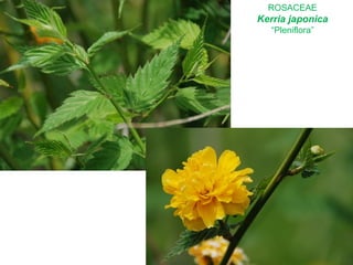 ROSACEAE
Kerria japonica
“Pleniflora”
 