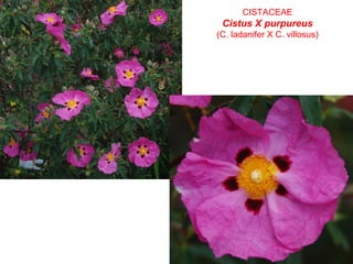 CISTACEAE
Cistus X purpureus
(C. ladanifer X C. villosus)
 