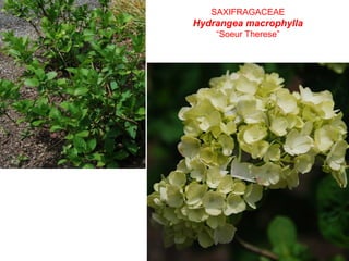 SAXIFRAGACEAE
Hydrangea macrophylla
“Soeur Therese”
 