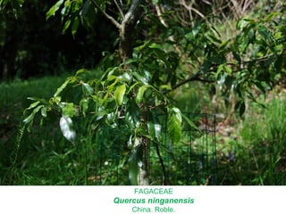 FAGACEAE
Quercus ninganensis
China. Roble.
 