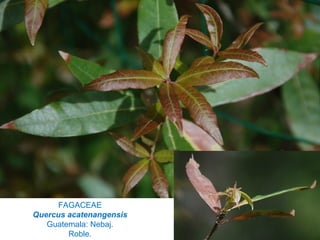 FAGACEAE
Quercus acatenangensis
Guatemala: Nebaj.
Roble.
 