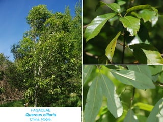 FAGACEAE
Quercus ciliaris
China. Roble.
 