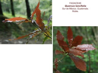 FAGACEAE
Quercus lancifolia
Sur de México. Guatemala.
Roble.
 