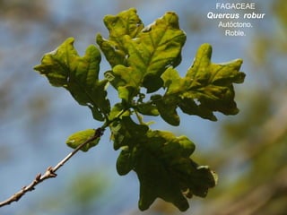 FAGACEAE
Quercus robur
Autóctono.
Roble.
 
