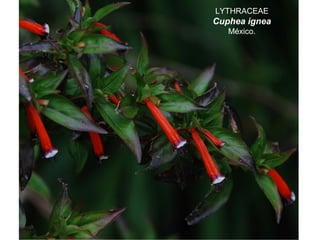 LYTHRACEAE
Cuphea ignea
México.
 