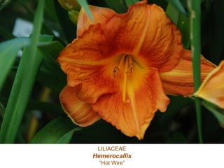 LILIACEAE
Hemerocallis
“Hot Wire”
 