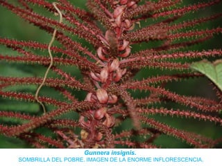 Gunnera insignis.
SOMBRILLA DEL POBRE. IMAGEN DE LA ENORME INFLORESCENCIA.
 