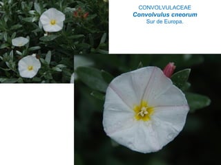 CONVOLVULACEAE
Convolvulus cneorum
Sur de Europa.
 