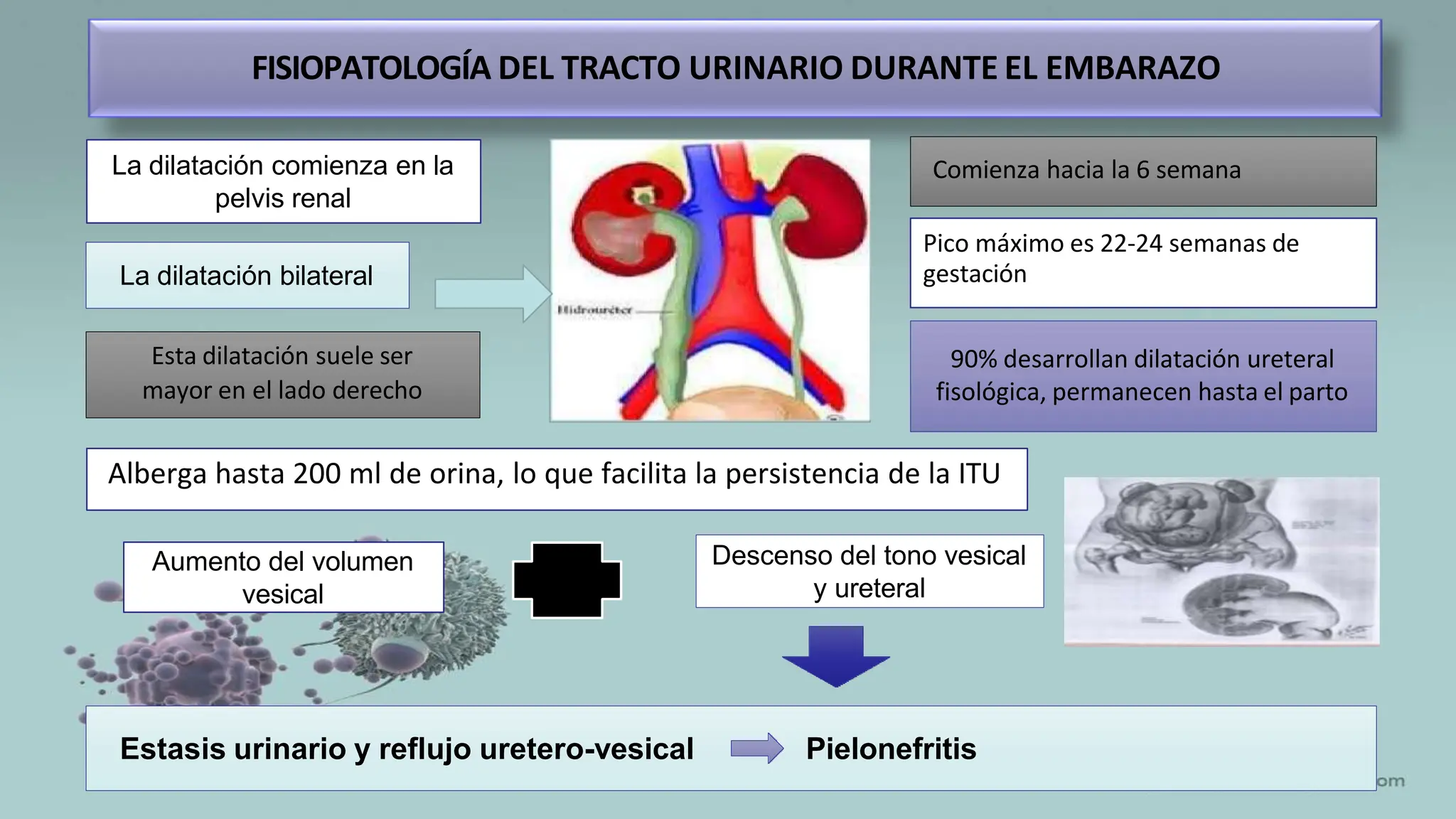infeccion-del-tracto-urinario-en-el-periodo-de-la-gestacion-pptx