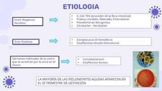 ETIOLOGIA
Gram Negativos
Aerobios
• E. Coli 70% (proceden de la flora intestinal)
• Proteus mirabilis, Klebsiella, Enterobacter
• Pseudomonas Aeruginosa
• Citrobacter - Aerobacter
Gran Positivos
• Estreptococos B Hemolíticos
• Estafilococos dorado (Hematuria)
Gérmenes habituales de la uretra
que se arrastran por la orina en el
chorro
• Corinebacterium
• Estafilococo Aureus
LA MAYORÍA DE LAS PIELONEFRITIS AGUDAS APARECEN EN
EL III TRIMESTRE DE GESTACIÓN
 