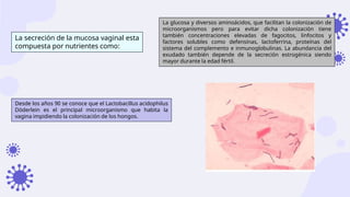 La secreción de la mucosa vaginal esta
compuesta por nutrientes como:
La glucosa y diversos aminoácidos, que facilitan la colonización de
microorganismos pero para evitar dicha colonización tiene
también concentraciones elevadas de fagocitos, linfocitos y
factores solubles como defensinas, lactoferrina, proteínas del
sistema del complemento e inmunoglobulinas. La abundancia del
exudado también depende de la secreción estrogénica siendo
mayor durante la edad fértil.
Desde los años 90 se conoce que el Lactobacillus acidophilus
Do
̈ derlein es el principal microorganismo que habita la
vagina impidiendo la colonización de los hongos.
 