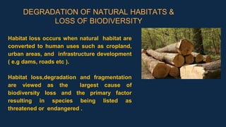 DEGRADATION OF NATURAL HABITATS &
LOSS OF BIODIVERSITY
Habitat loss occurs when natural habitat are
converted to human uses such as cropland,
urban areas, and infrastructure development
( e.g dams, roads etc ).
Habitat loss,degradation and fragmentation
are viewed as the largest cause of
biodiversity loss and the primary factor
resulting in species being listed as
threatened or endangered .
 