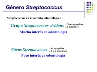 Género Streptococcus
Streptococcus en el ámbito odontológico
Grupo Streptococcus viridans .. No serogrupables
.. -hemolíticos
Otros Streptococcus .. Serogrupables
.. - y -hemolíticos
Mucho interés en odontología
Poco interés en odontología
 