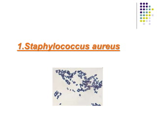 1.Staphylococcus aureus
 