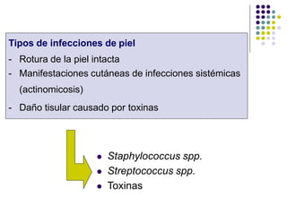  Staphylococcus spp.
 Streptococcus spp.
 Toxinas
Tipos de infecciones de piel
- Rotura de la piel intacta
- Manifestaciones cutáneas de infecciones sistémicas
(actinomicosis)
- Daño tisular causado por toxinas
 