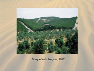 Bosque Yatir, Neguev, 1997