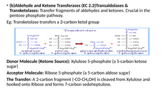 IUB Classification of Enzymes and examples | PPTX