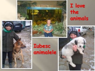 I love
            the
            animals




Iubesc
animalele
 