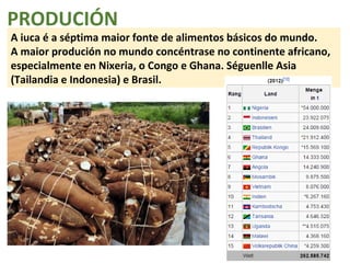 PRODUCIÓN 
A iuca é a séptima maior fonte de alimentos básicos do mundo. 
A maior produción no mundo concéntrase no continente africano, 
especialmente en Nixeria, o Congo e Ghana. Séguenlle Asia 
(Tailandia e Indonesia) e Brasil. 
 