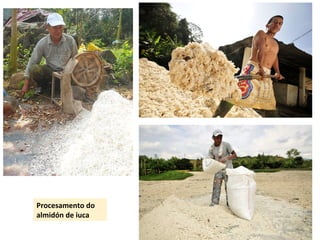 Procesamento do 
almidón de iuca 
 