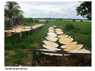Secado de pan de iuca 
 